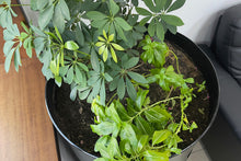 Load image into Gallery viewer, The Plant Barrel